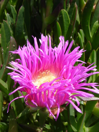 Résultat de recherche: fleurs