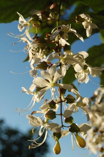 Résultat de recherche: fleurs de tahiti