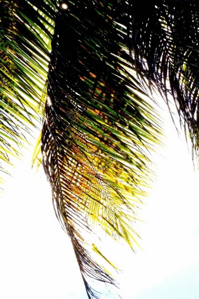 Œuvre de steftahiti: fleurs de polynésie