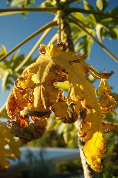 Résultat de recherche: fleurs de tahiti