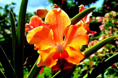 Œuvre de steftahiti: fleurs de polynésie