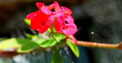 Résultat de recherche: fleurs de polynésie