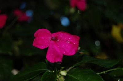 Résultat de recherche: fleurs de tahiti