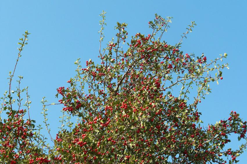 Arbre à fruits sauvages