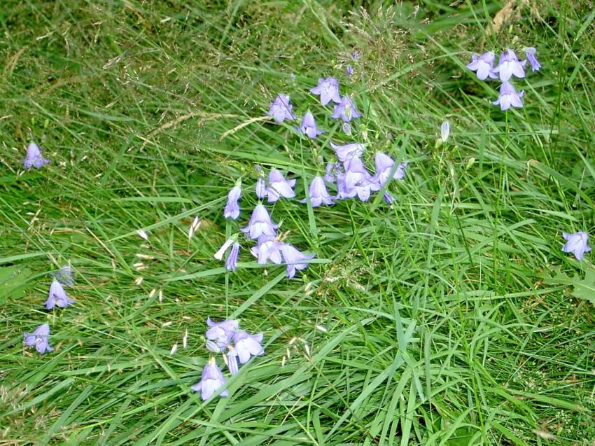 campanules du Pilat