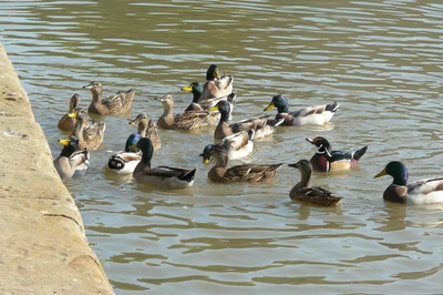 Résultat de recherche: On a faim !
