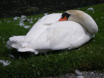 Résultat de recherche: Chuuut!