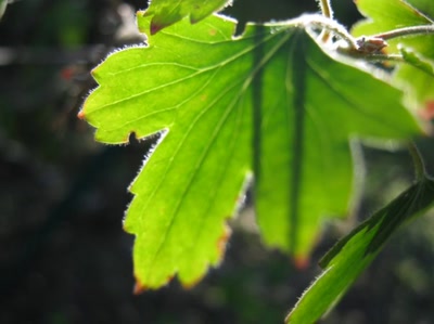 Œuvre de Magritte2: Feuille numéro 23