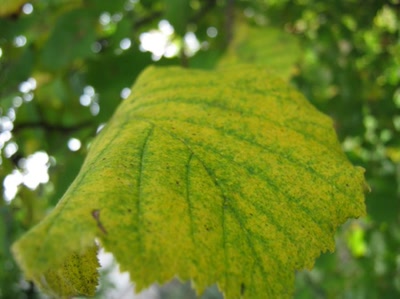 Œuvre de Magritte2: feuille numéro 25