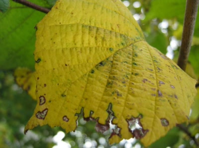 Œuvre de Magritte2: feuille numéro 24