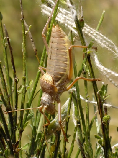 Résultat de recherche: Que puis je faire avec un fil de laine?