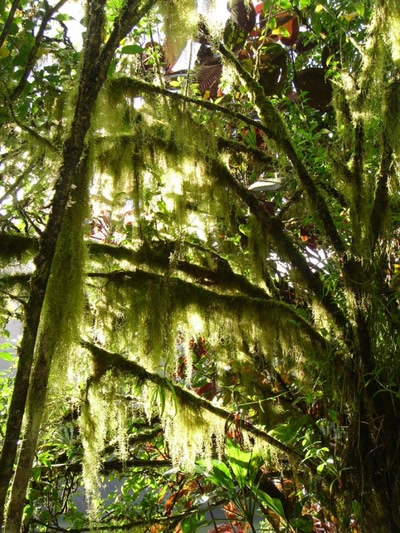 Résultat de recherche: cheveux d'ange