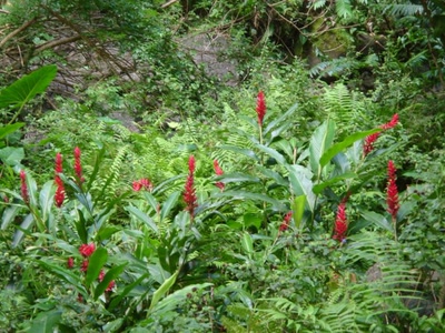 Résultat de recherche: fleurs