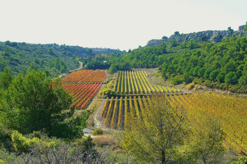 Vignobles en octobre