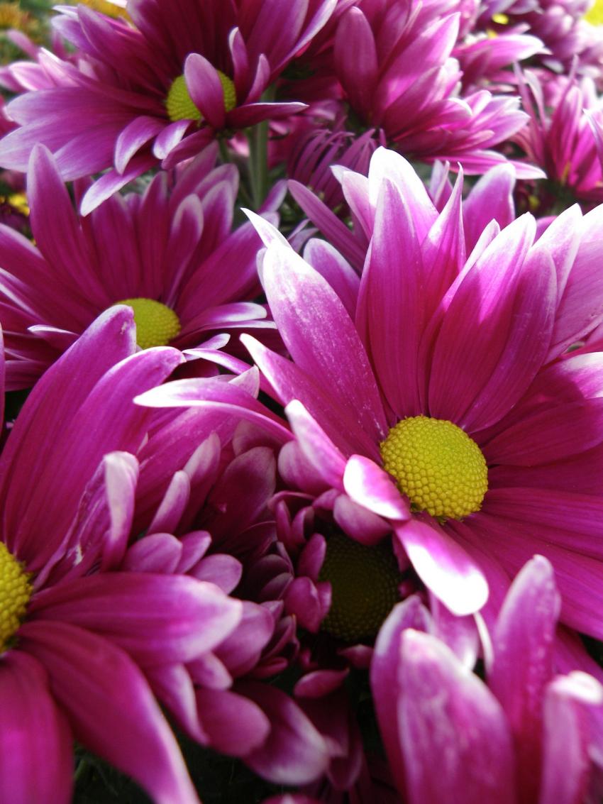 Toutes de rose vêtues