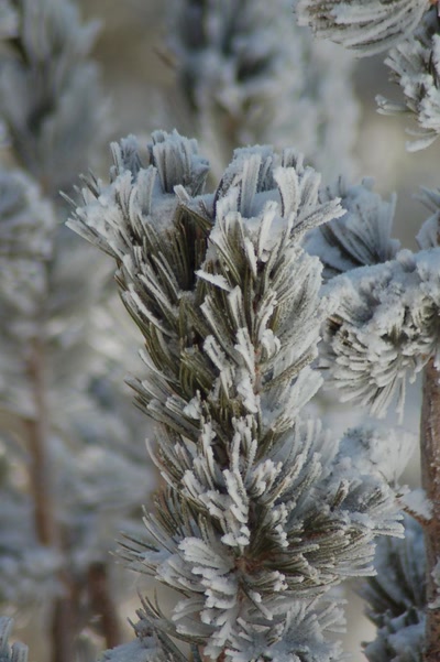 Résultat de recherche: branche d'arbre enneigée