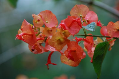 Résultat de recherche: bouguinvillier japonais