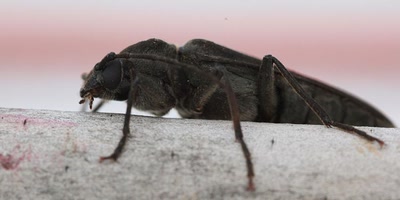 Résultat de recherche: Petit coléoptère.