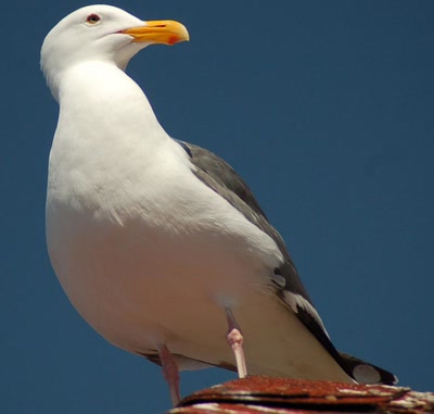 Résultat de recherche: des ptits zoziaux ^^
