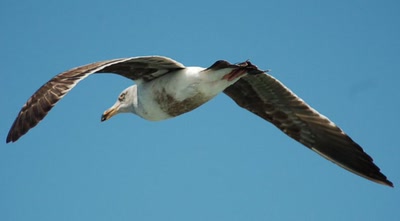 Résultat de recherche: des ptits zoziaux ^^
