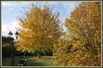 Résultat de recherche: Automne dans mon jardin