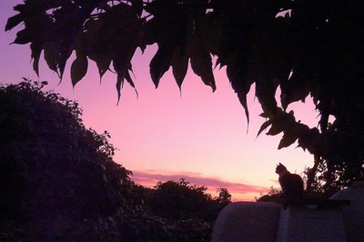 Résultat de recherche: La vie en rose !