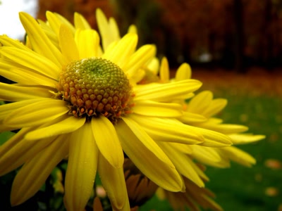 Résultat de recherche: Petit Soleil