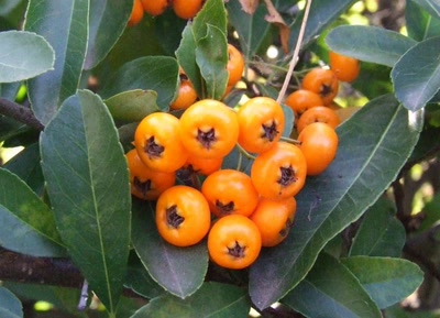 Résultat de recherche: fruits de buisson ardent