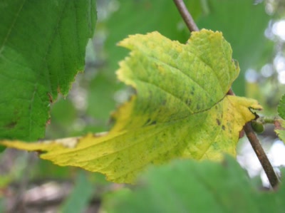 Œuvre de Magritte2: feuille numéro 33