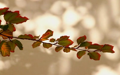 Résultat de recherche: Hêtre ou ne pas hêtre...
