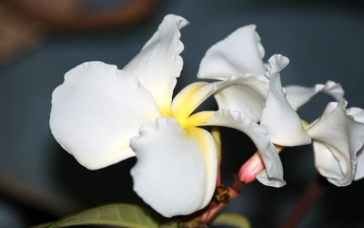 Résultat de recherche: liane en fleur