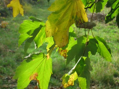 Œuvre de Magritte2: feuille numéro 36