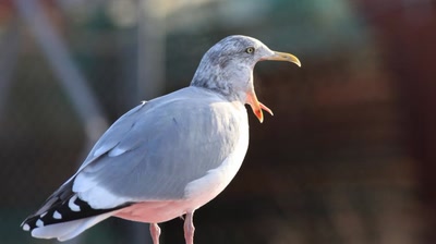 Résultat de recherche: Grande gueule!