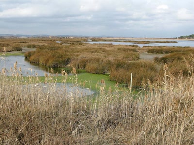 Œuvre de couleurs: Nature