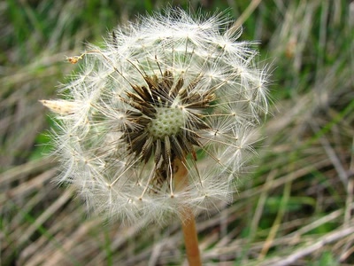 Œuvre de louloup: Dernier pissenlit ..