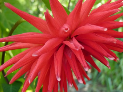 Œuvre de Yoyo: Piquants rouges