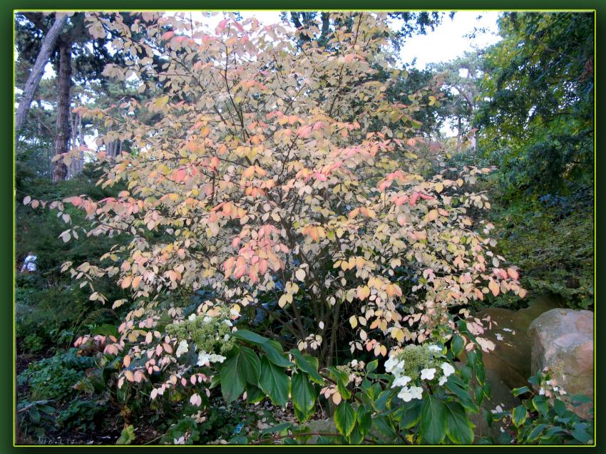 Parc foral de Vincennes