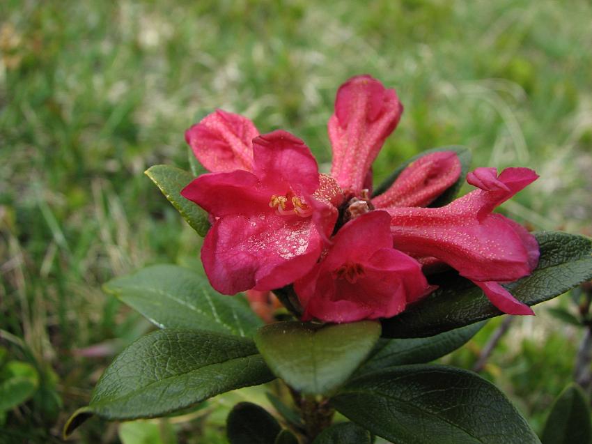 Rhododendron cilié