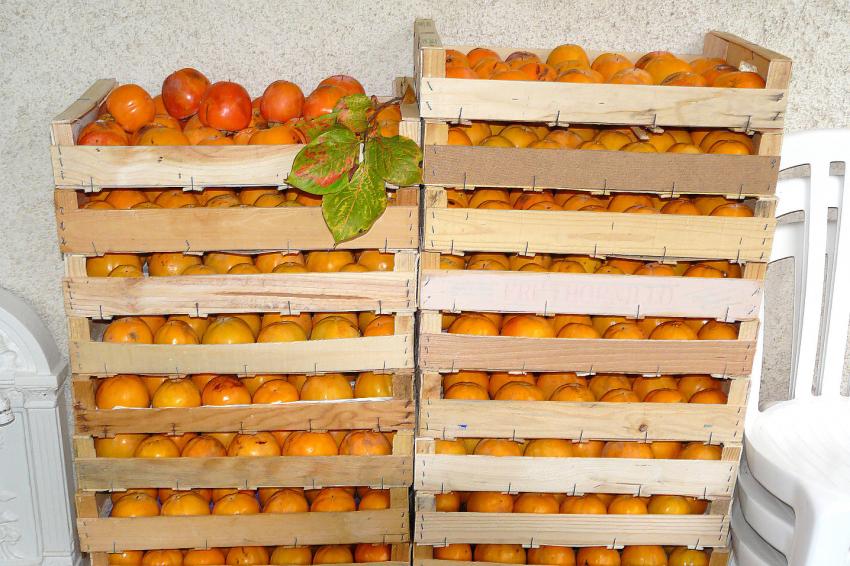 Une belle récolte !