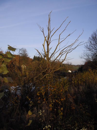 Résultat de recherche: Couleurs d'automne