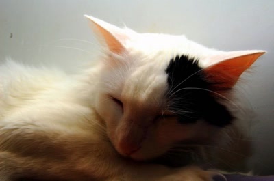 Résultat de recherche: ma tite geisha