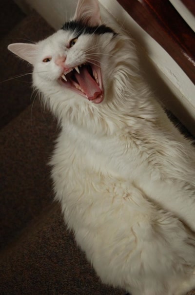 Résultat de recherche: ma tite geisha