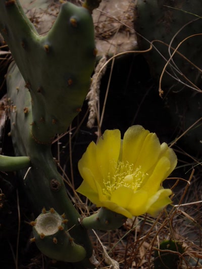 Œuvre de Mephistopheles: Fleur qui pique