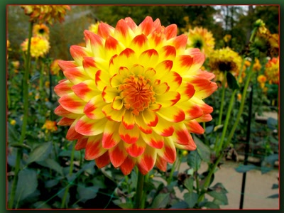 Œuvre de biotrans: Dalhia