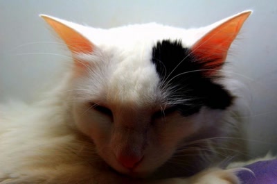 Résultat de recherche: ma tite geisha