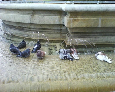 Résultat de recherche: montpellier cntre ville