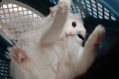 Résultat de recherche: ma tite geisha