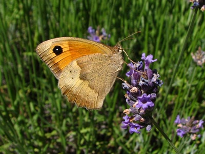 Résultat de recherche: Le myrtil