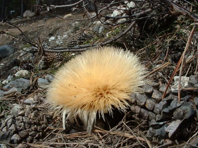 Résultat de recherche: Carline   (chardon doré)
