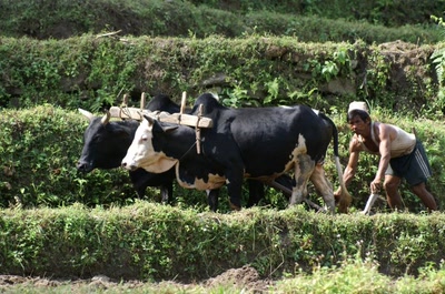 Résultat de recherche: le travail de la terre